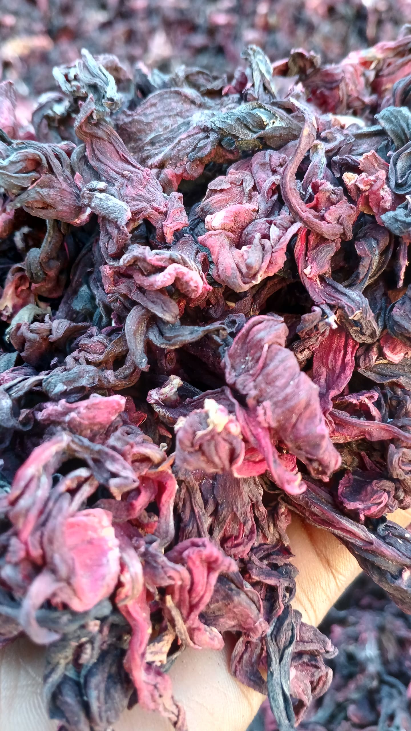 HIBISCUS FULL FLOWER.jpg