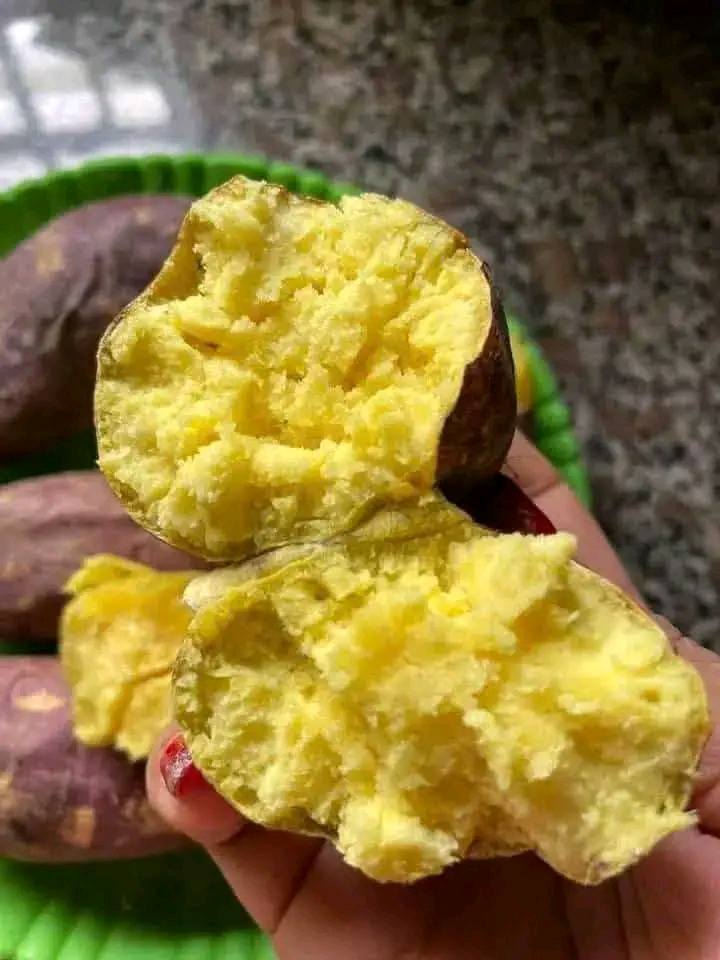 Yellow_JP_Sweet_Potatoes_KL_vang_7.jpg