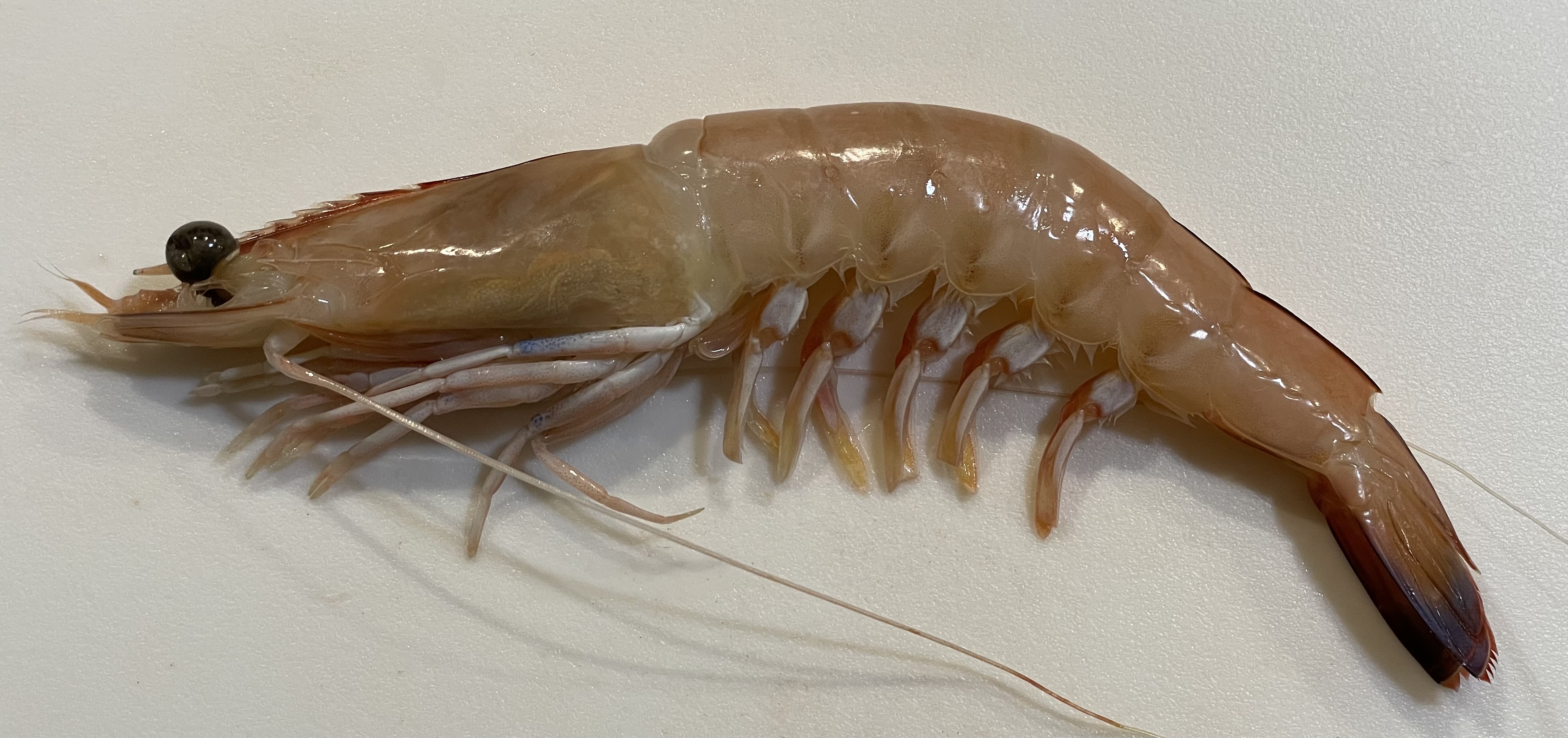 Prawn.jpg
