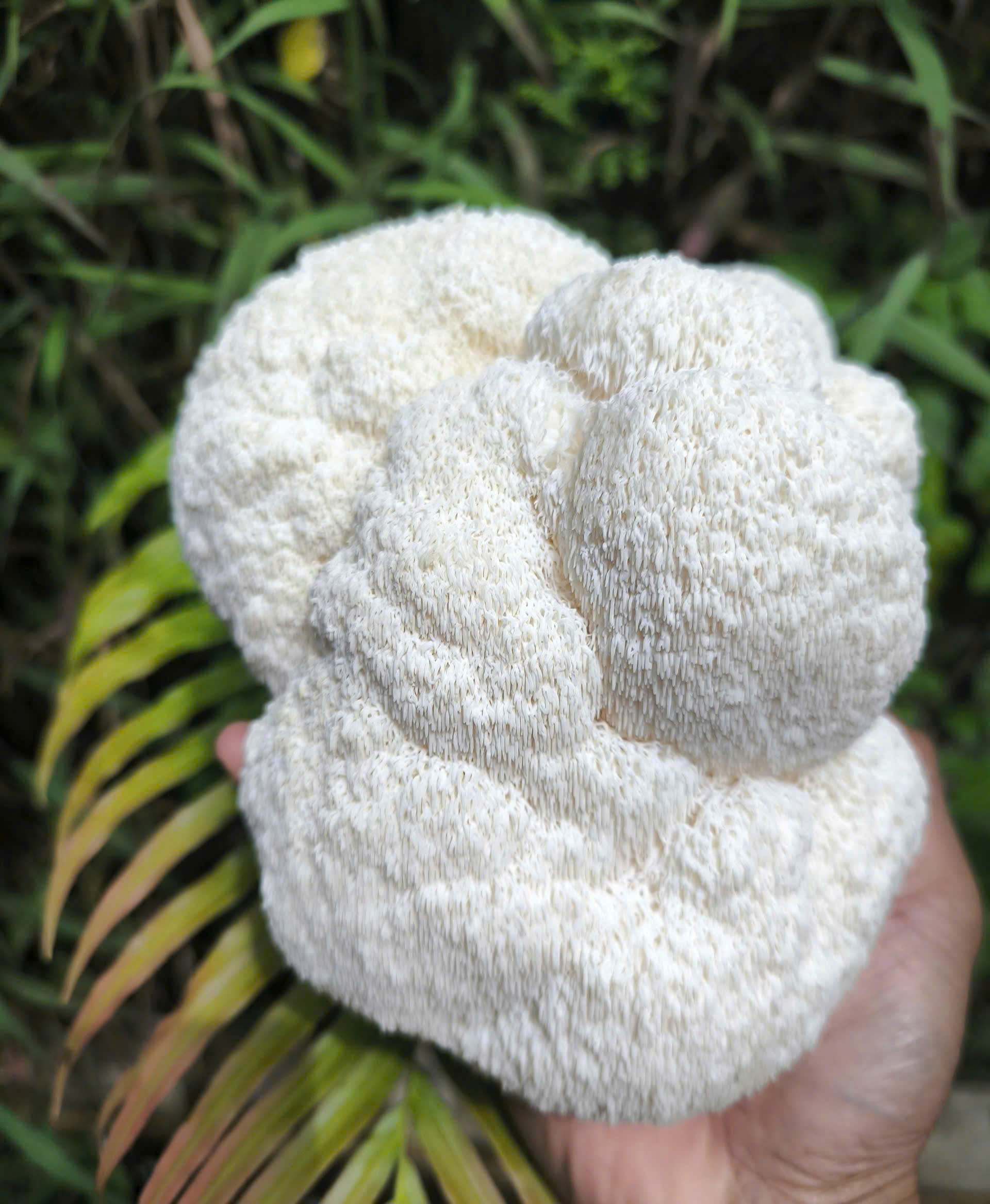 Lion's mane mushroom (6).jpg