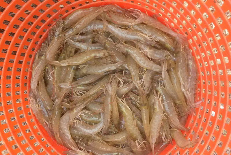 Shrimp-PanamaPacific.jpg