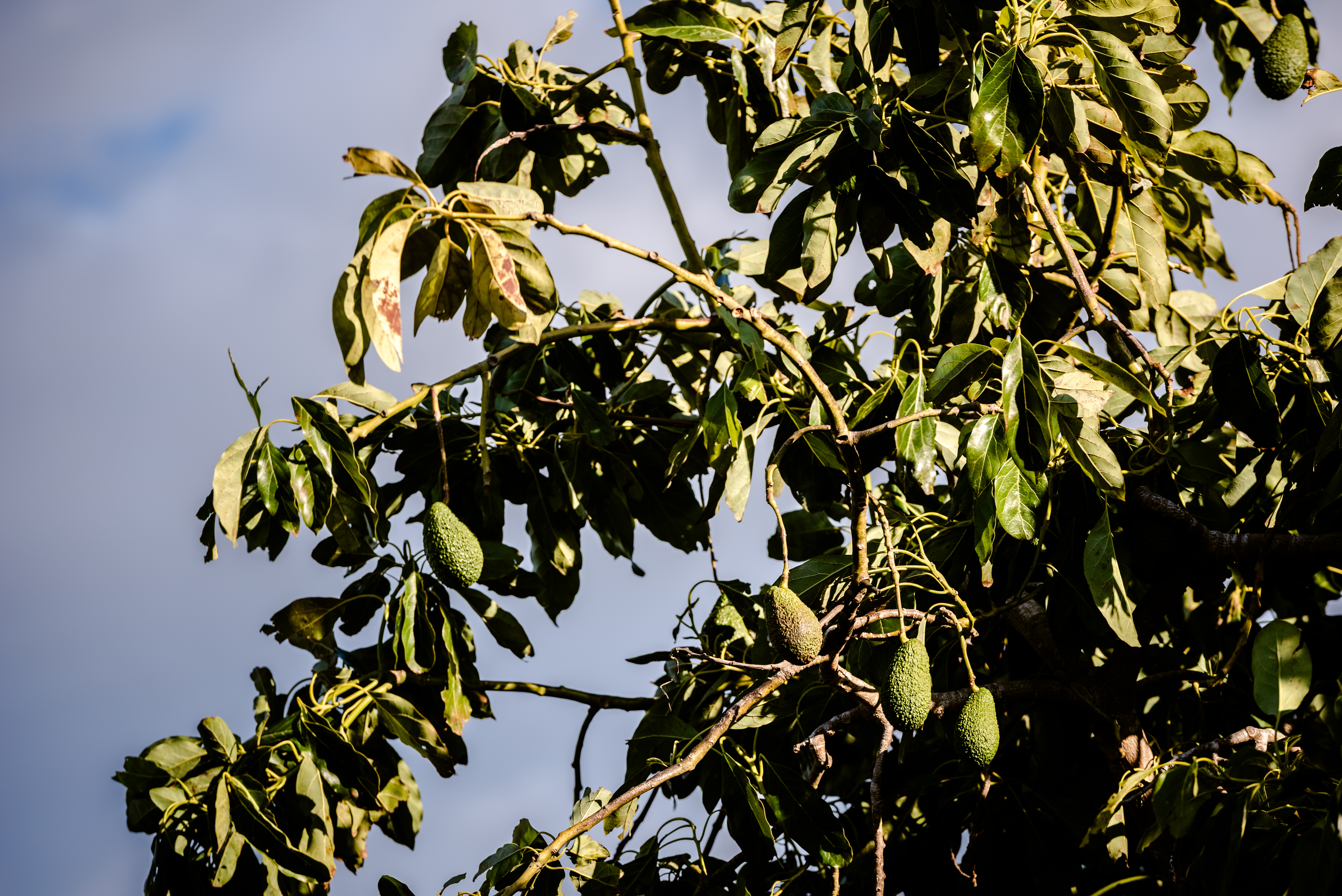 avocados-are-a-new-source-of-money-for-farmers-in-2022-05-03-23-57-22-utc.jpg