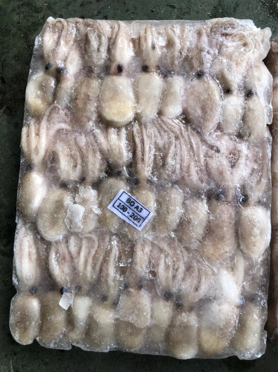 Baby Octopus_100-200_Block Frozen.jpeg