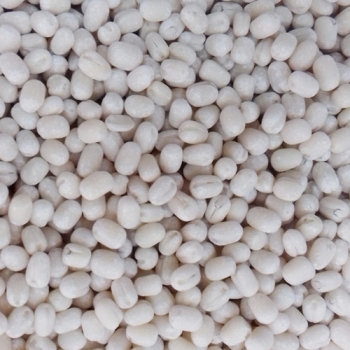 urad gota.jpg