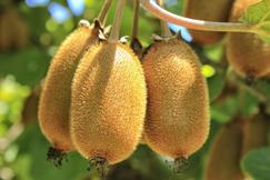 Cal Prune & Nuts, LLC