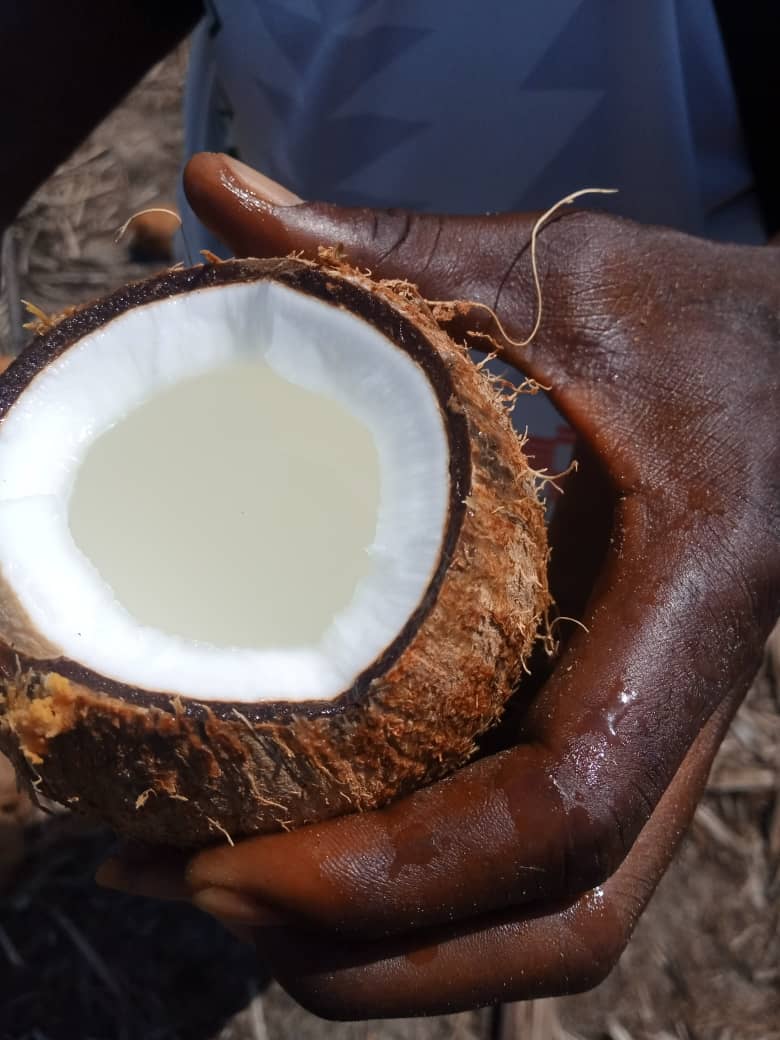 noix_coco_côte-d'ivoire#kodra-export_5.JPG