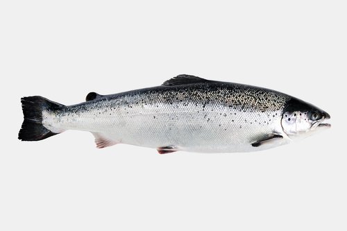 OceanSupreme-Salmon.jpg
