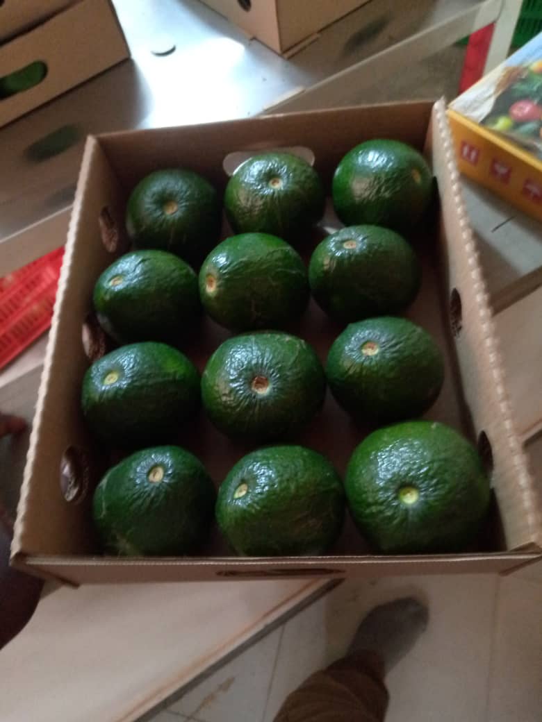 Avocado_GPH.jpeg