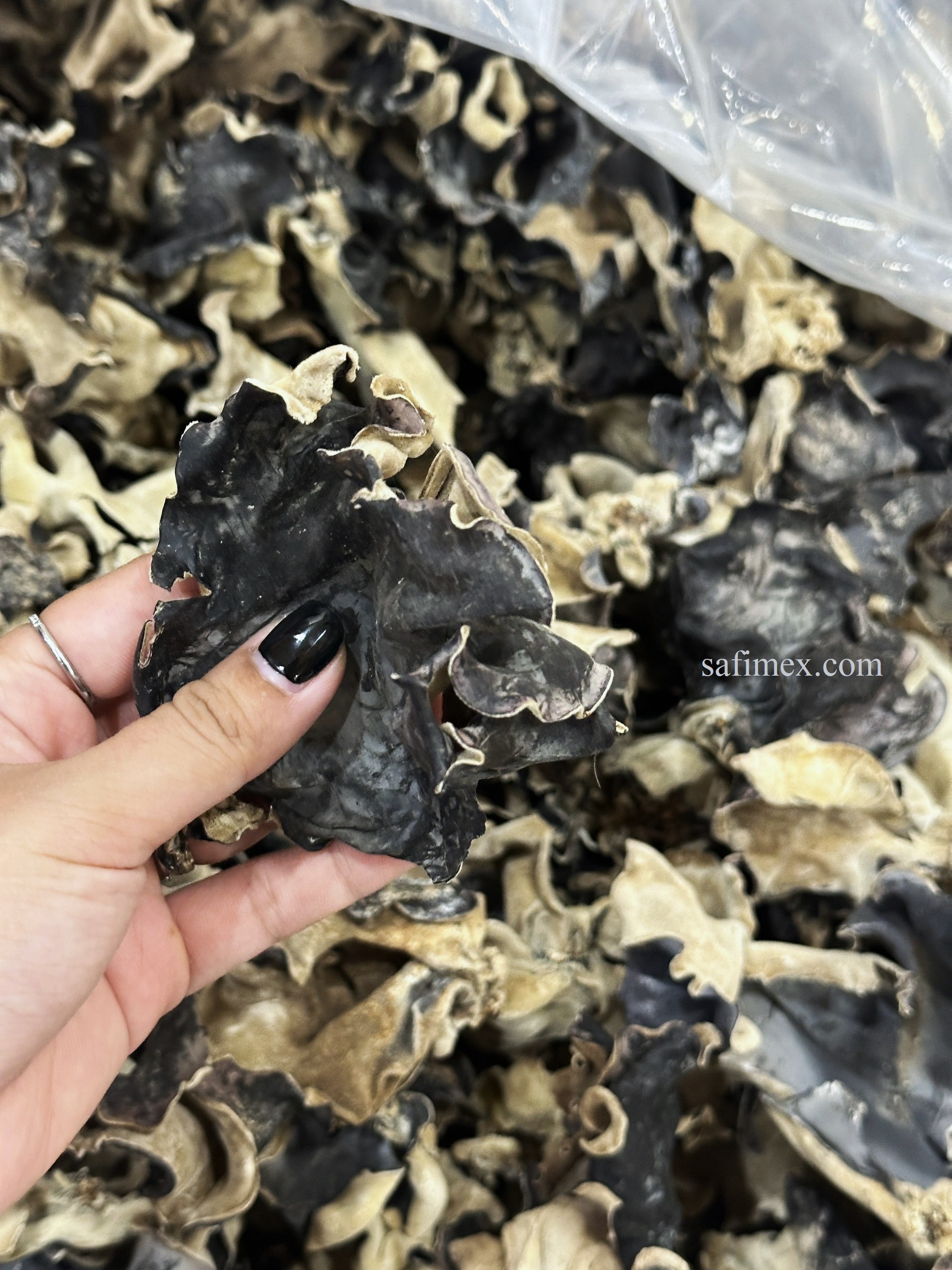 wood ear mushroom4.jpg