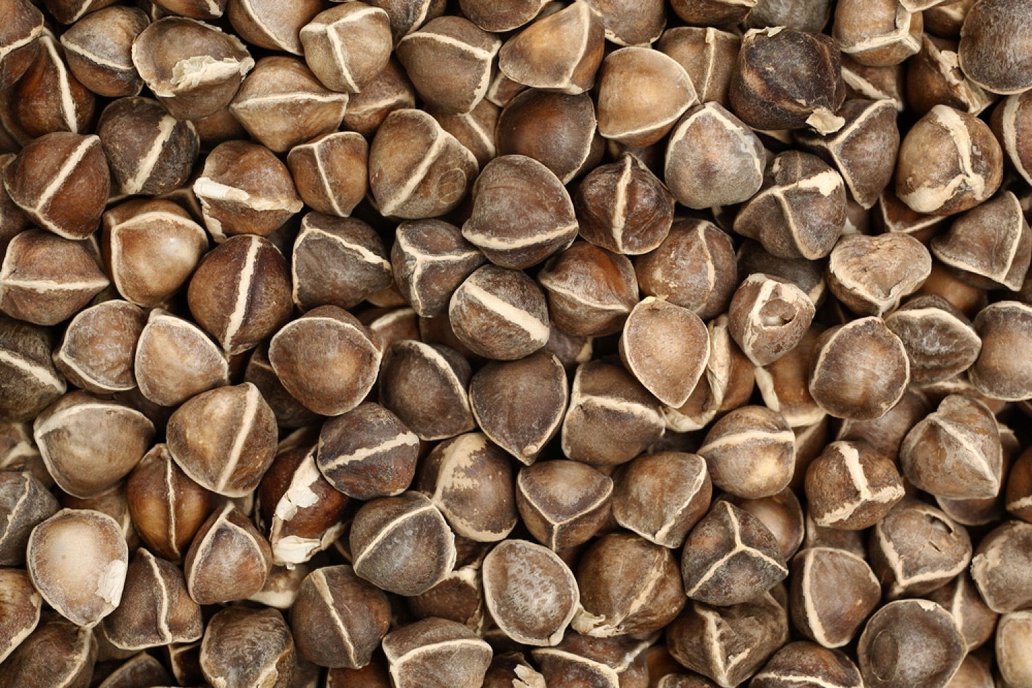 moringa2.jpg