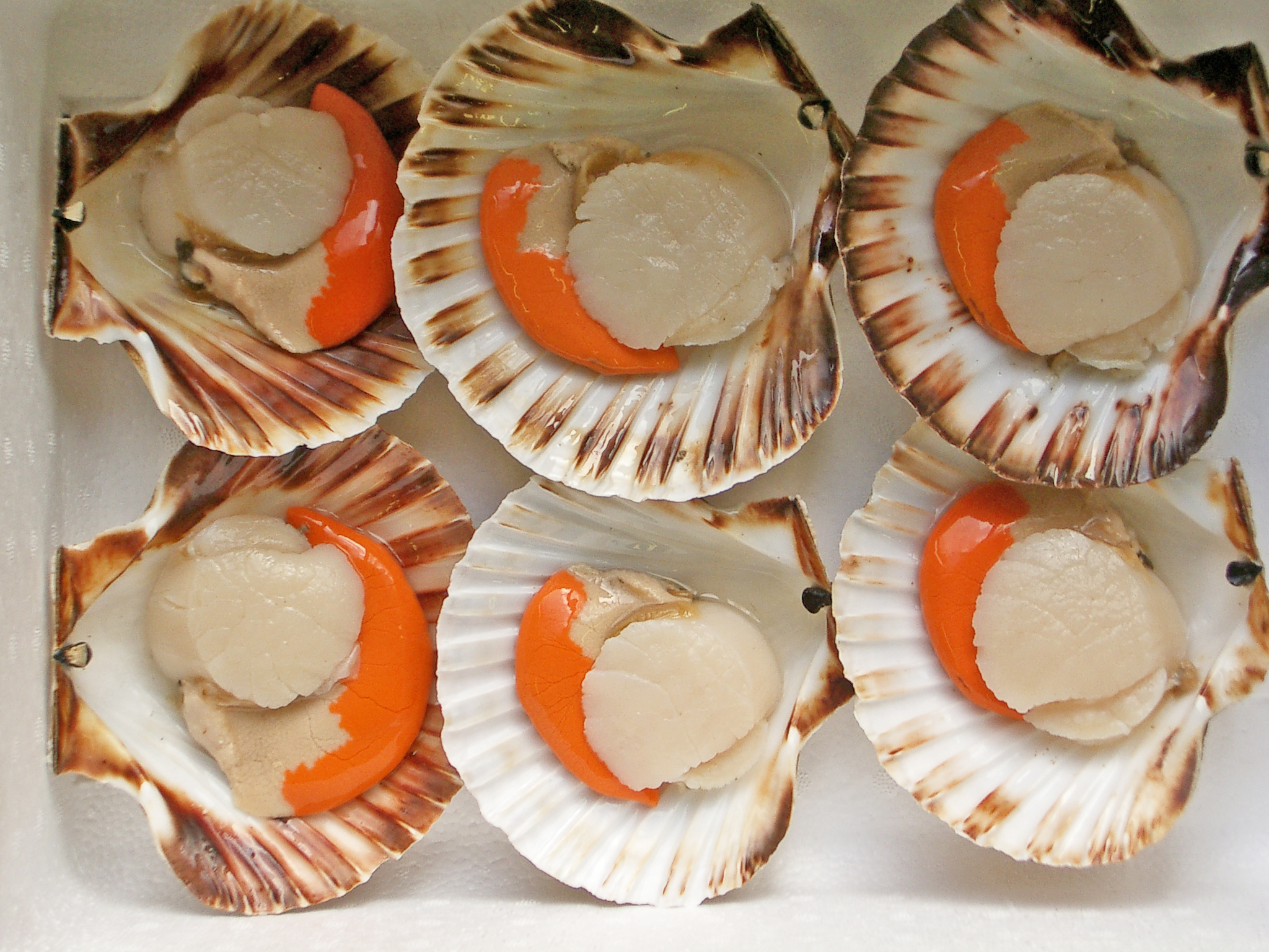 scallop4.jpg