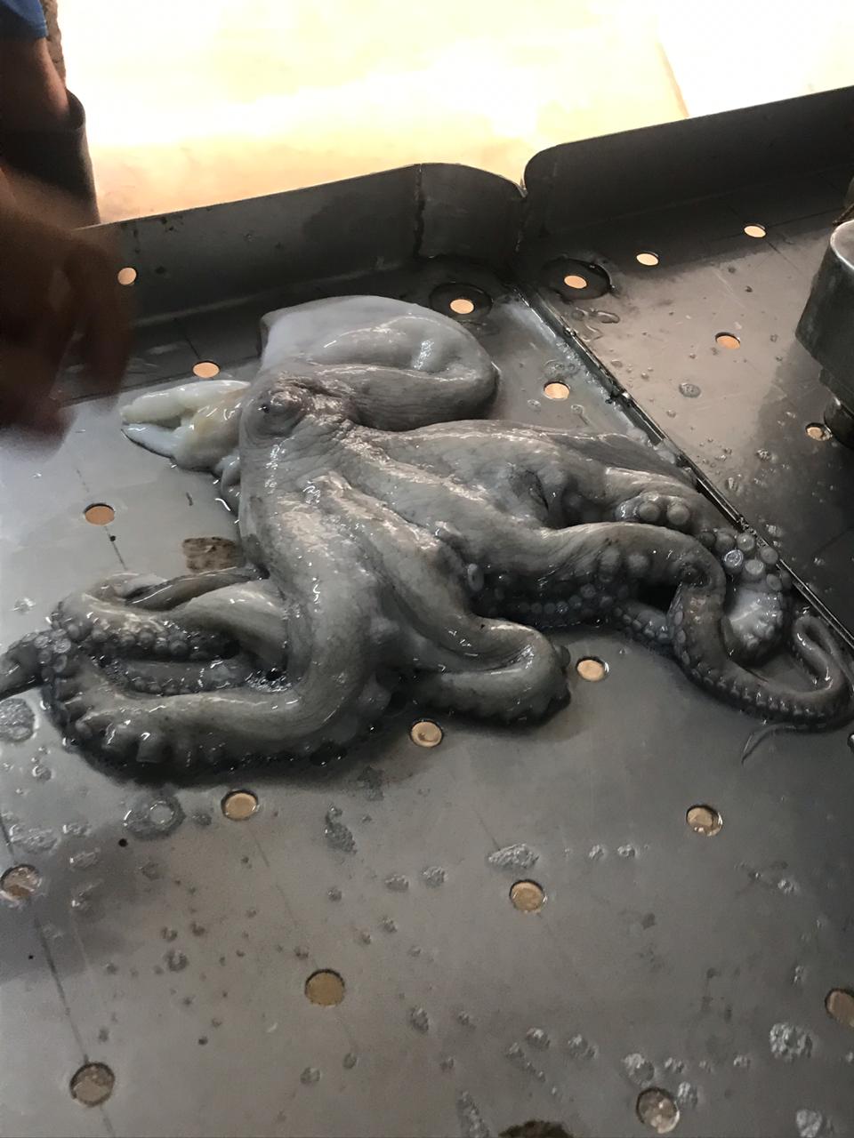 WhatsApp Image 2019-11-01 at 1.31.08 PM (1).jpeg