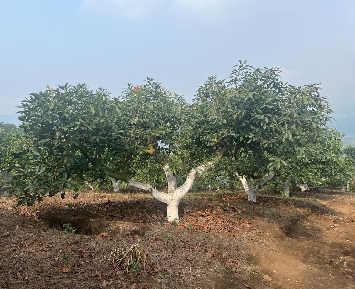 AGUACATE 3.jpg