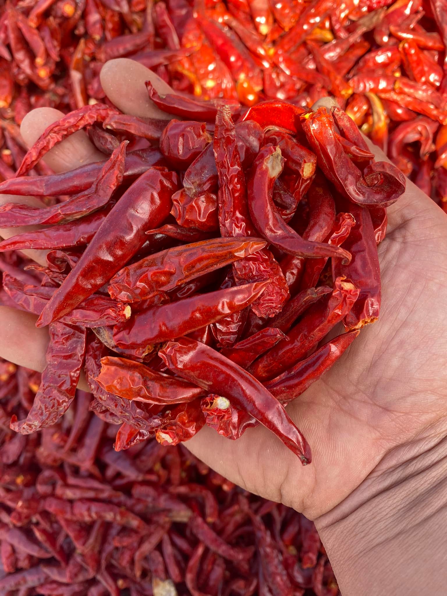 dried chili1.jpg