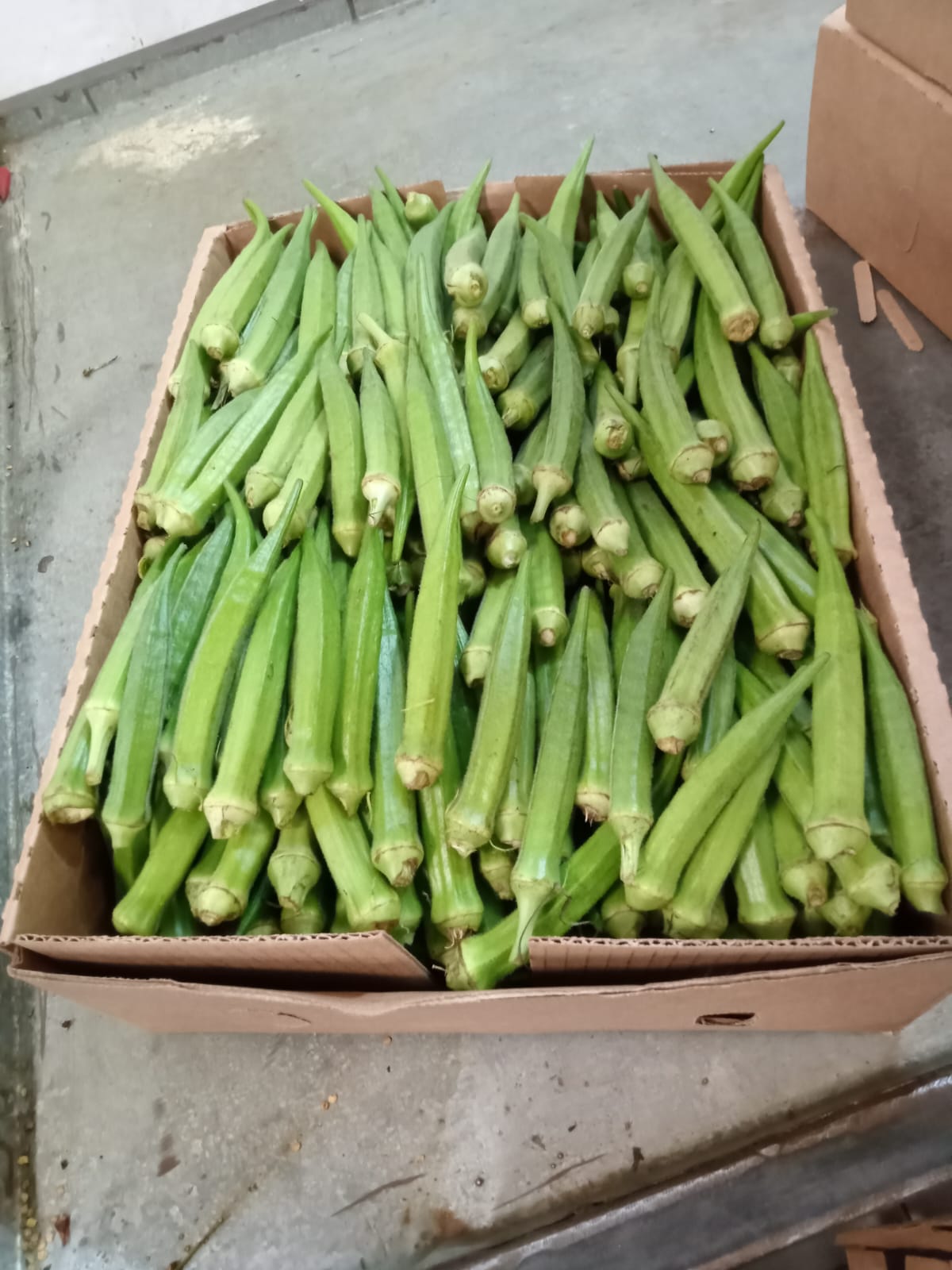 Okra_Veg_Kenya#kodra-export_1.JPG