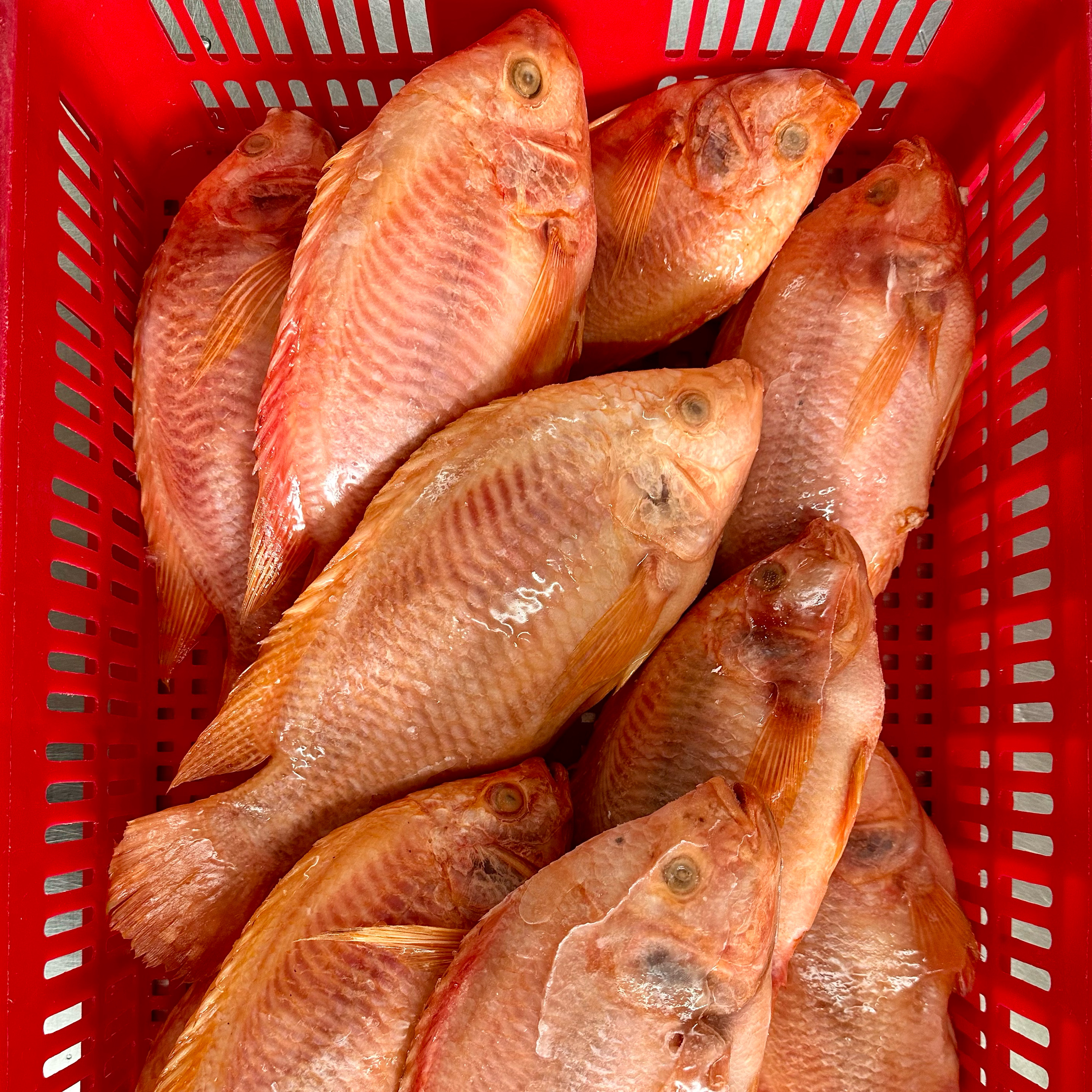 High quality Frozen Red Tilapia size 500:800 800+ in red basket.JPEG