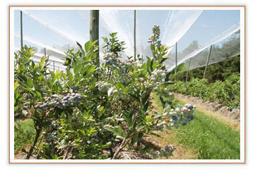 plantacion1.jpg
