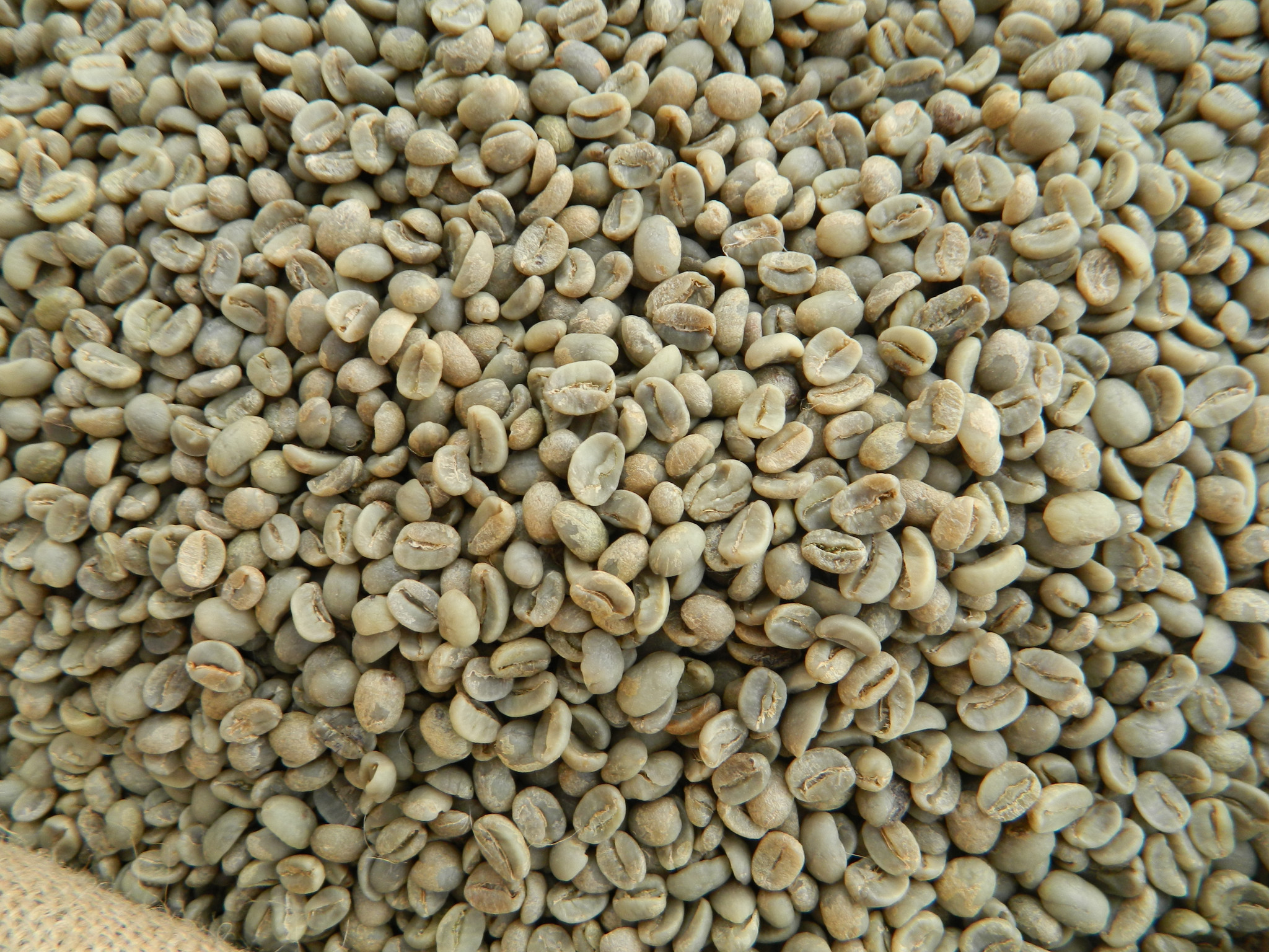 Arabica_coffee_beans.jpeg
