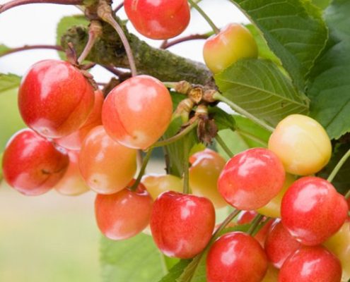 Cherry-Napoleon-Bigarreau-495x400.jpg