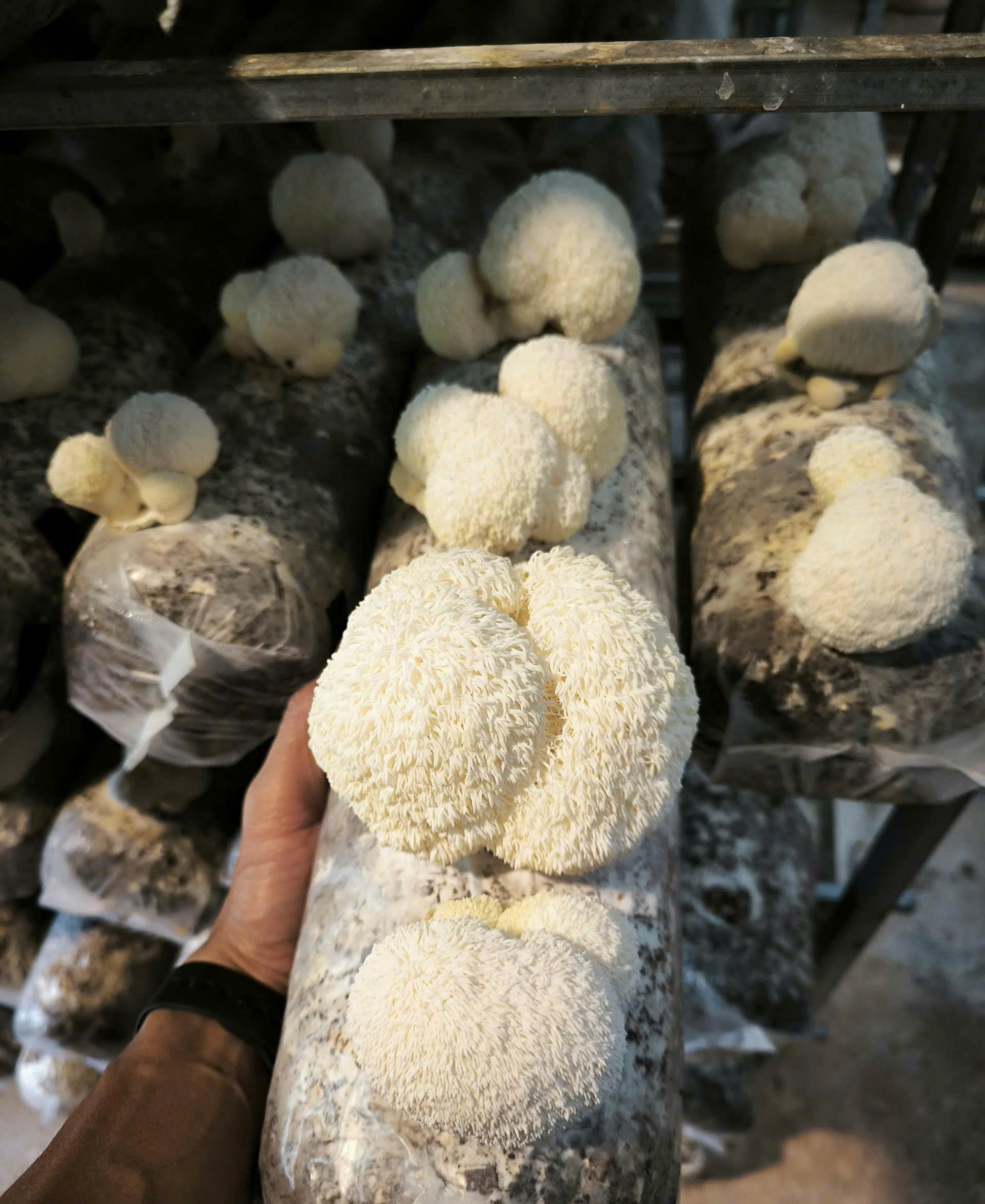 Lion's mane mushroom (5).jpg