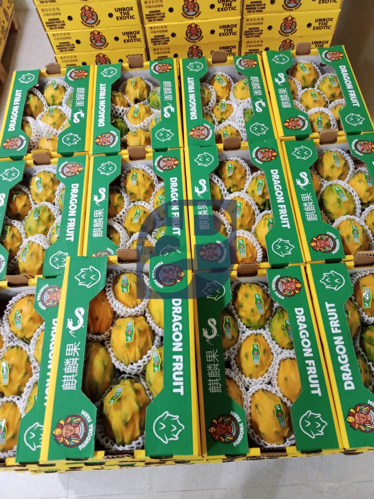 Yellow Pitaya (Dragon Fruit) - Standard & Partners.jpg