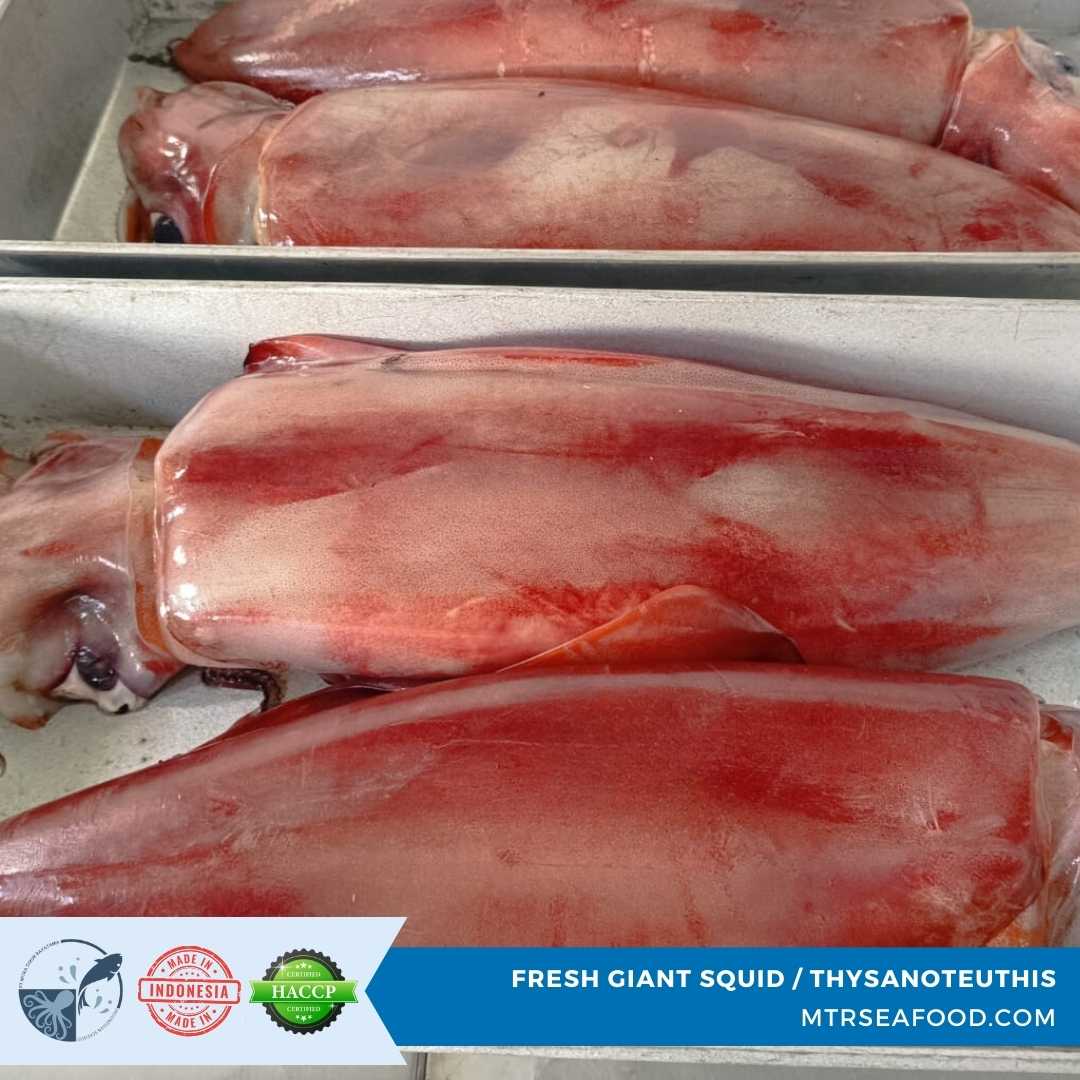 FRESH GIANT SQUID _ THYSANOTEUTHIS MTRSEAFOOD.COM (2).jpg