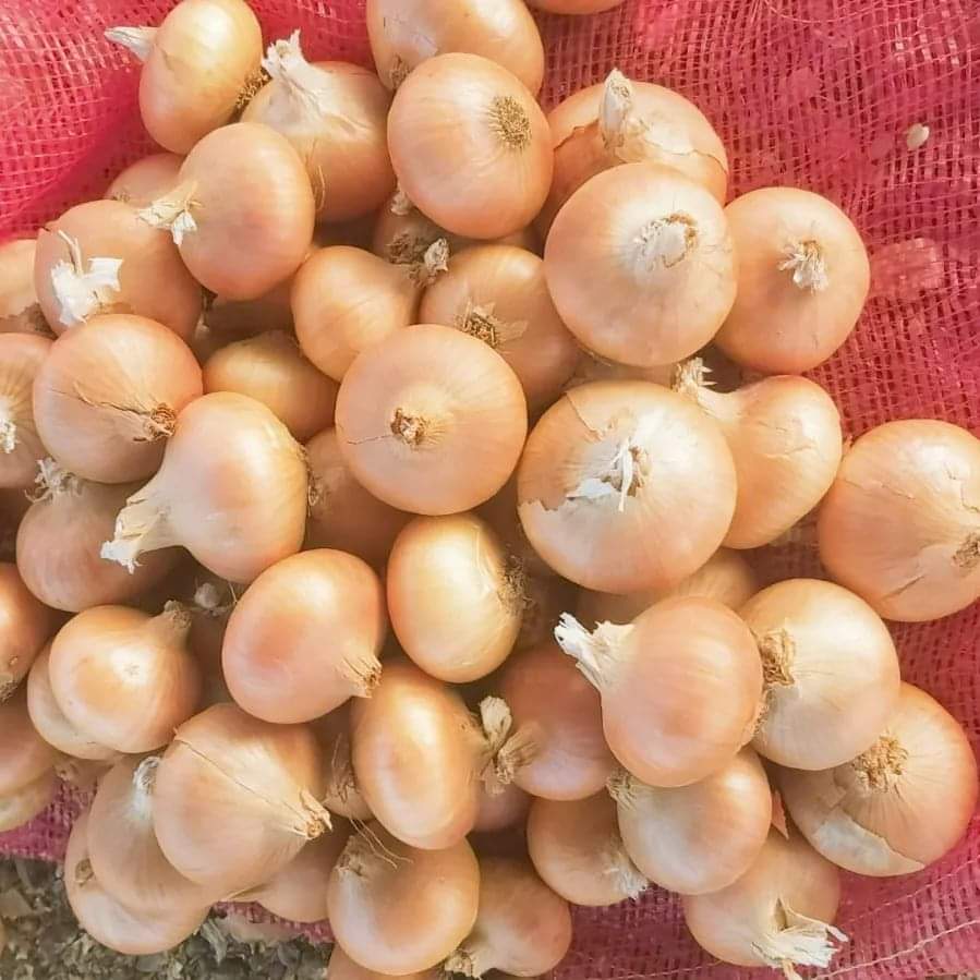 onion (2).jpg