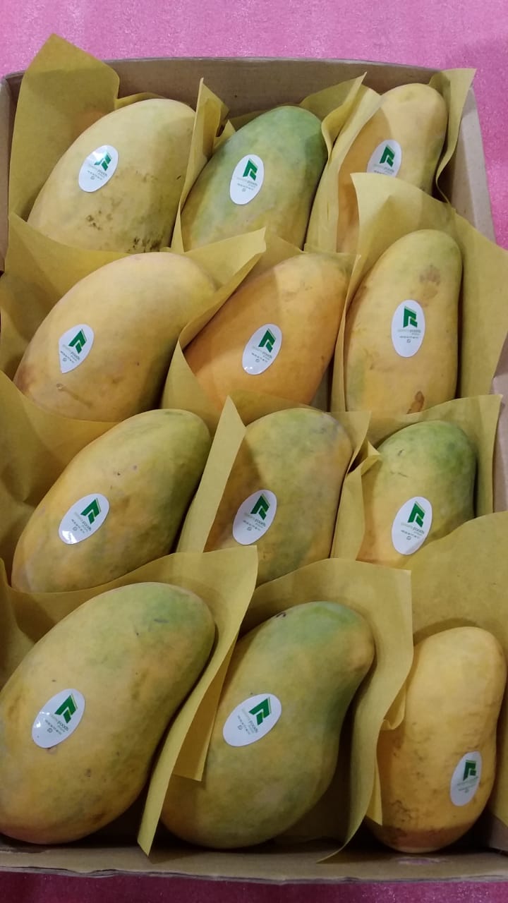 Mango (15).jpeg