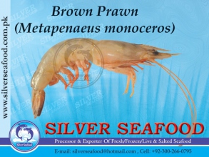 Brown-Prawn.jpg-nggid03196-ngg0dyn-300x220x100-00f0w010c010r110f110r010t010.jpg