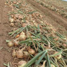 champ-oignon-2-220x220.jpg