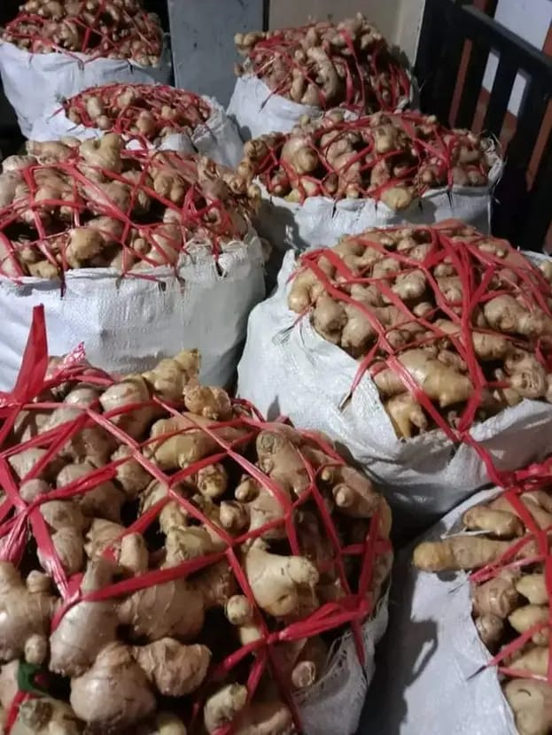 FOTO JAHE BESAR ATAU JAHE GAJAH 2.jpg