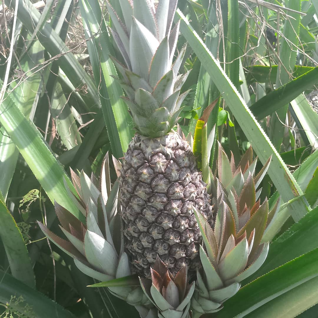 1 pineapple in the field 2.JPG