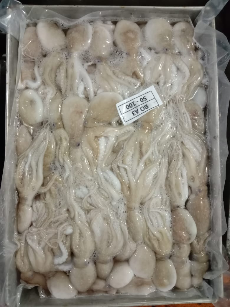 Baby Octopus_50-100_Thawed.jpeg