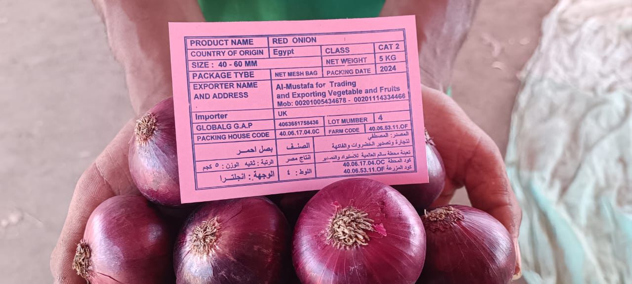 onion 5.jpeg