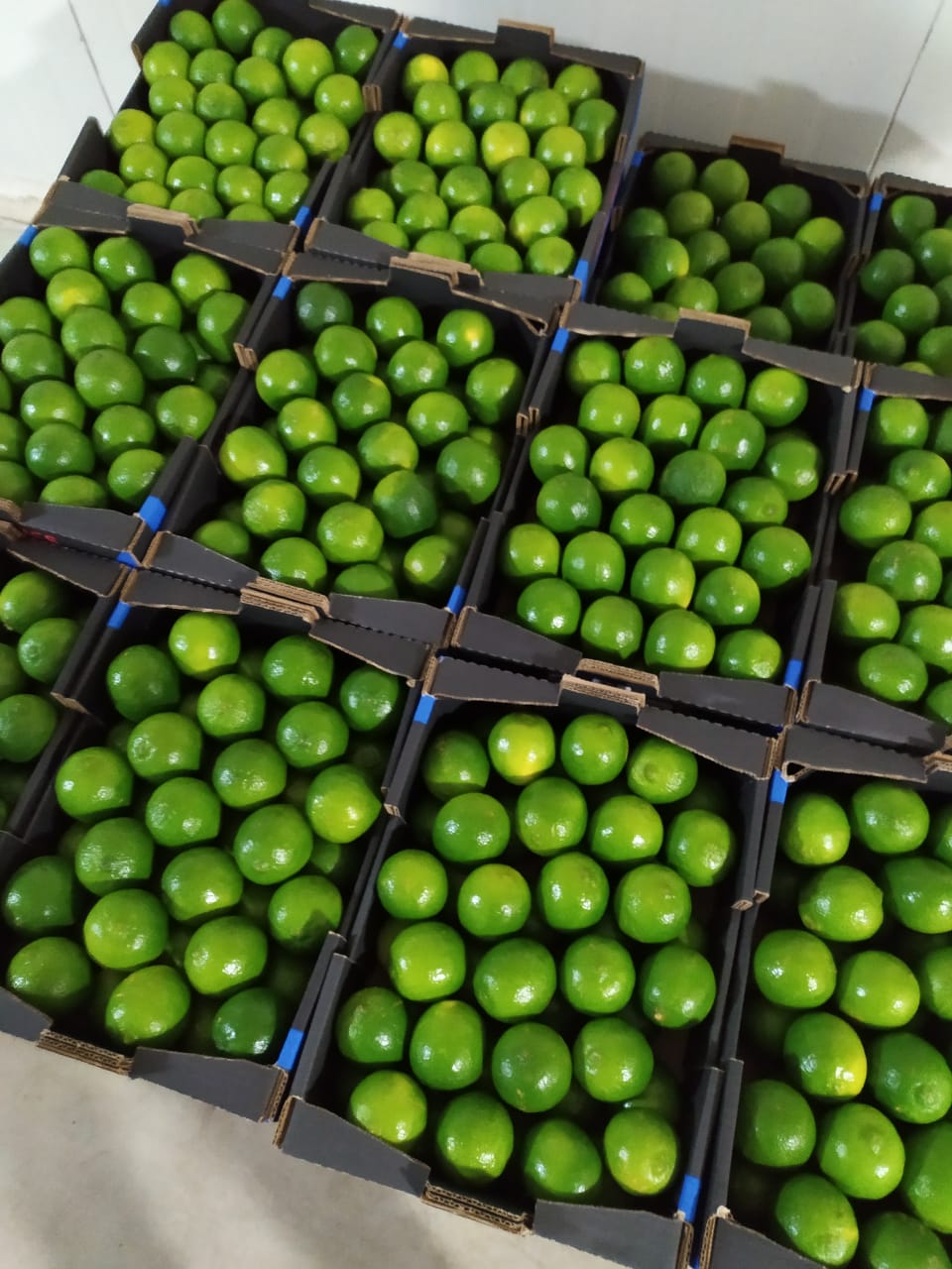 Limes.jpeg