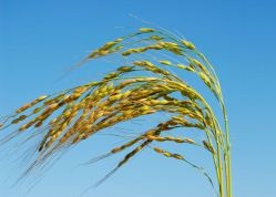 produto_arroz.jpg