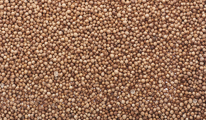 Кориандр __ IMG_0668.jpg