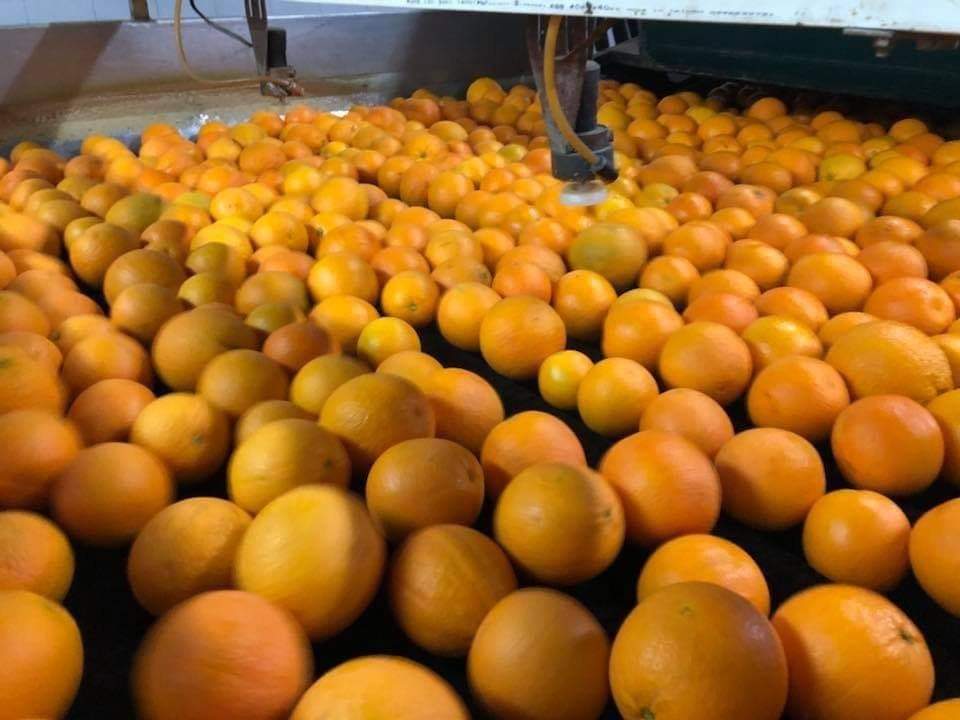 orange pic.jpg