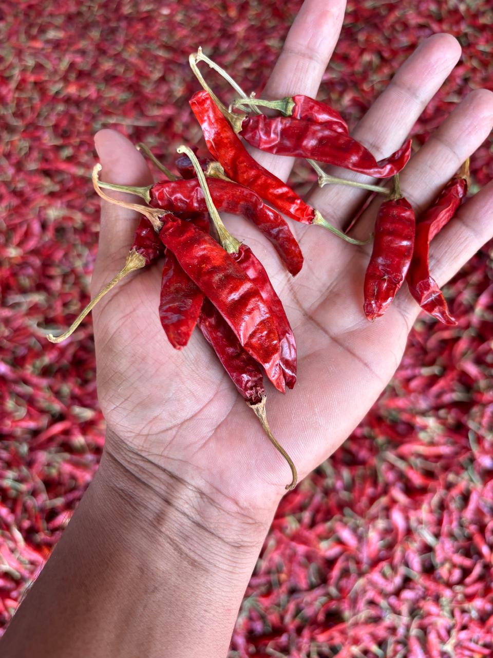 WhatsApp Image 2025-11-15 at 01.36.07.jpeg