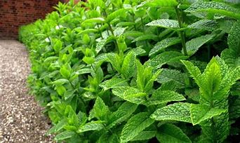 .trashed-1734275439-peppermint.jpeg