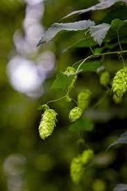 INDIE HOPS, LLC