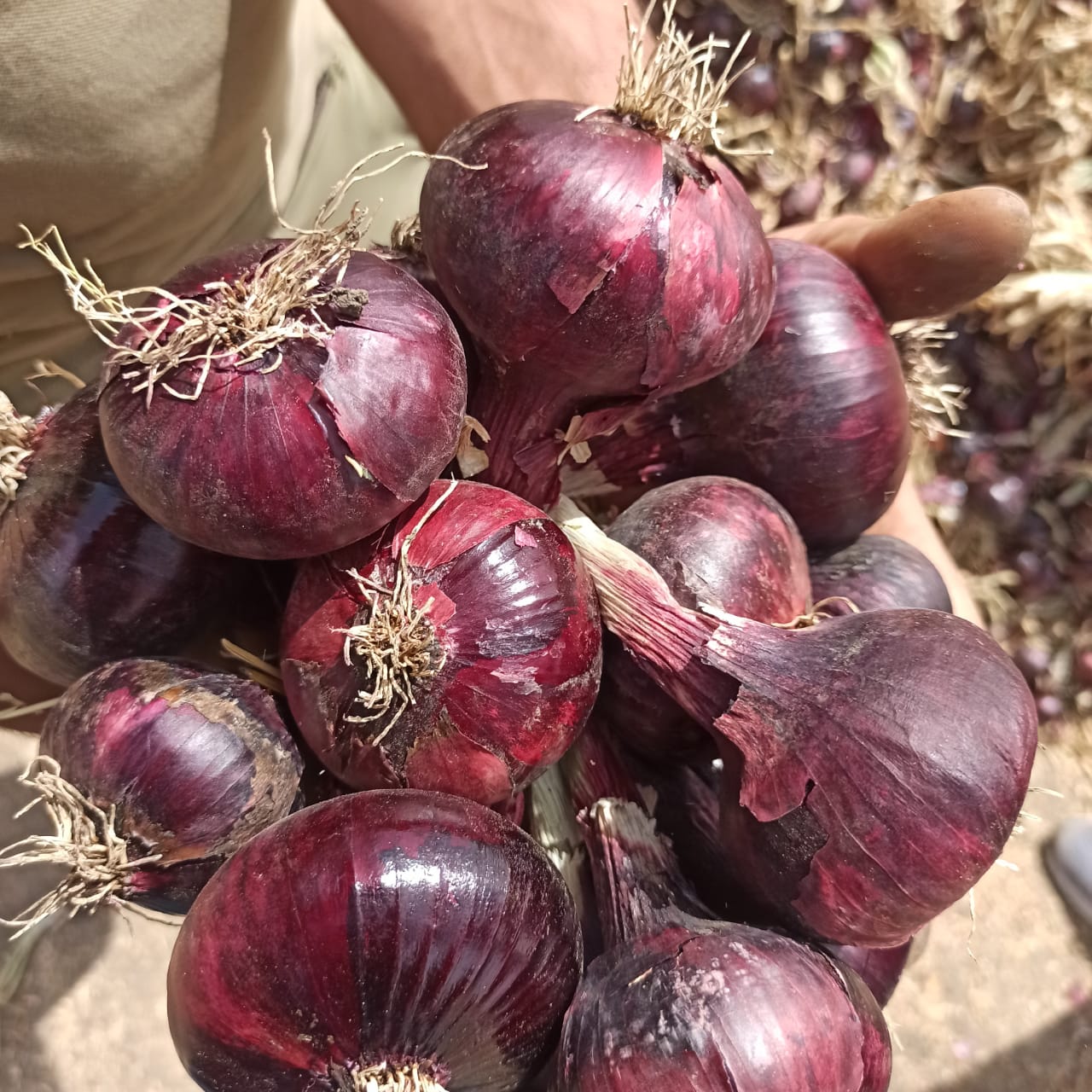red onions 5.jpeg