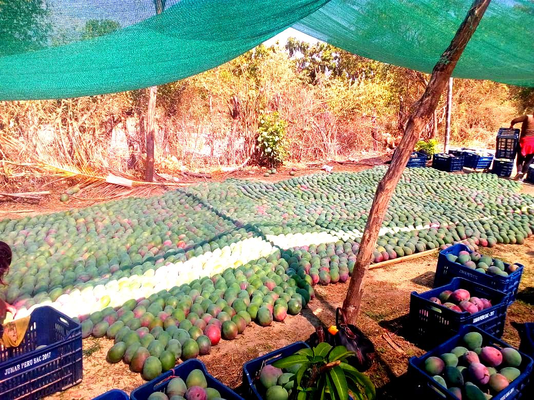 Peruvian Fresh Products - Mangos 3.jpg