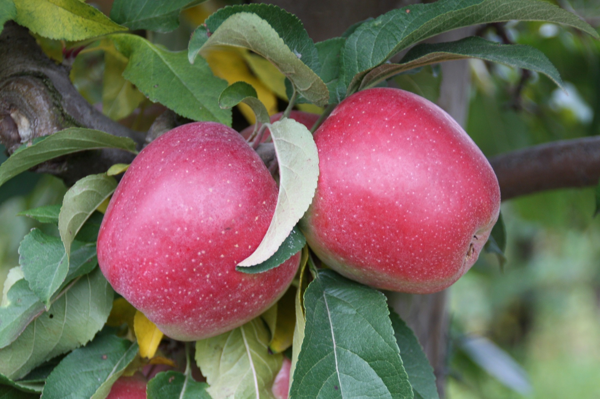 fresh apple.jpeg