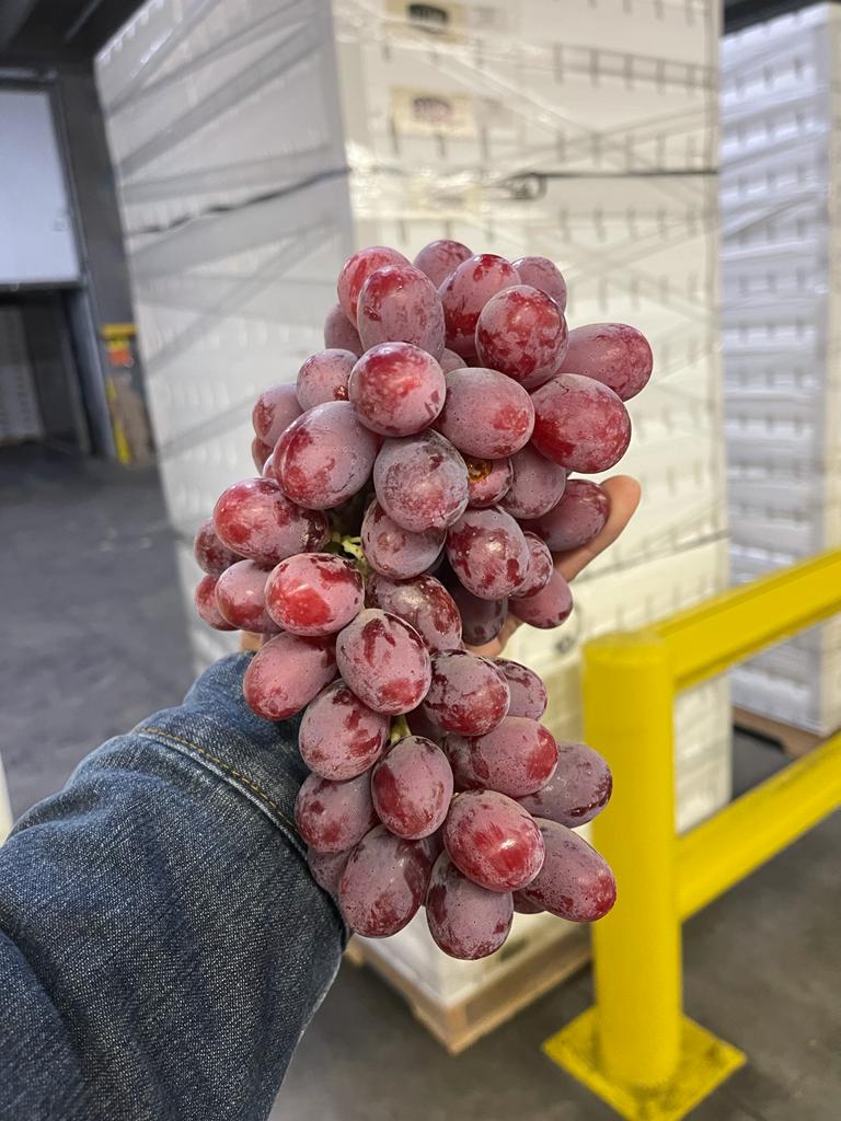scarlotta-red-seedless-grapes-world-fresh_orig.jpg