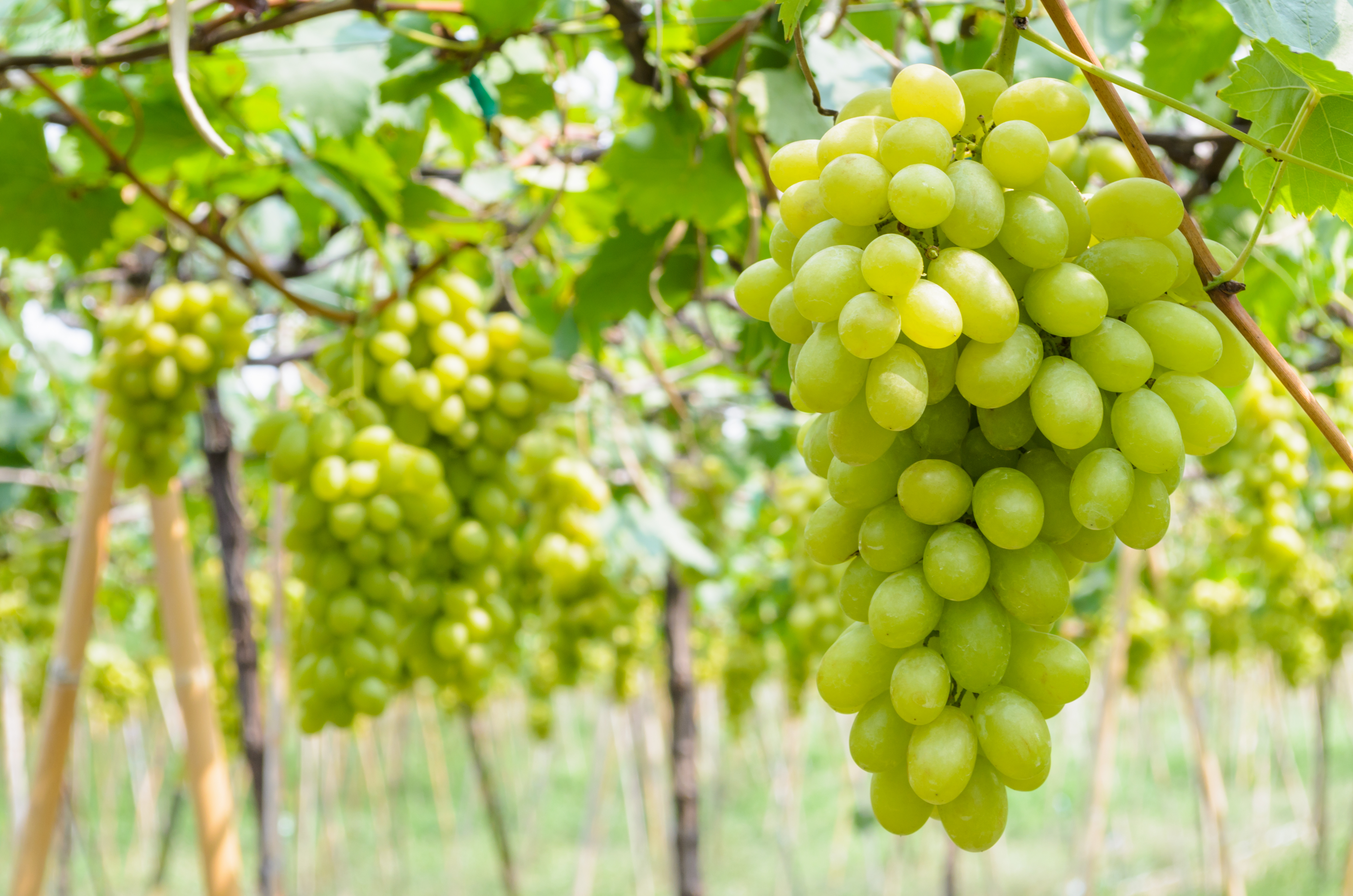 green-grapes-in-vineyard-2023-11-27-05-31-58-utc.jpg