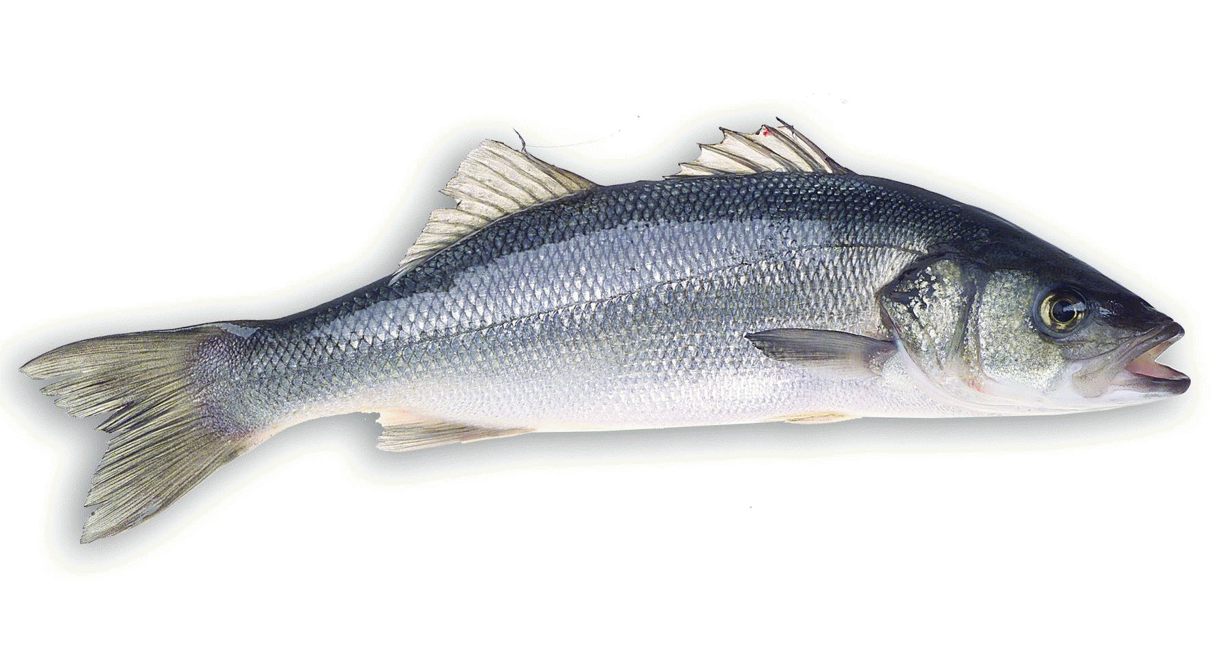 Sea Bass