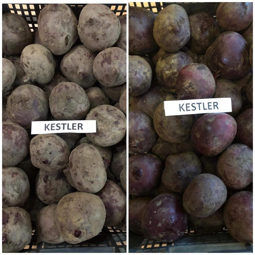 Kestler.jpg
