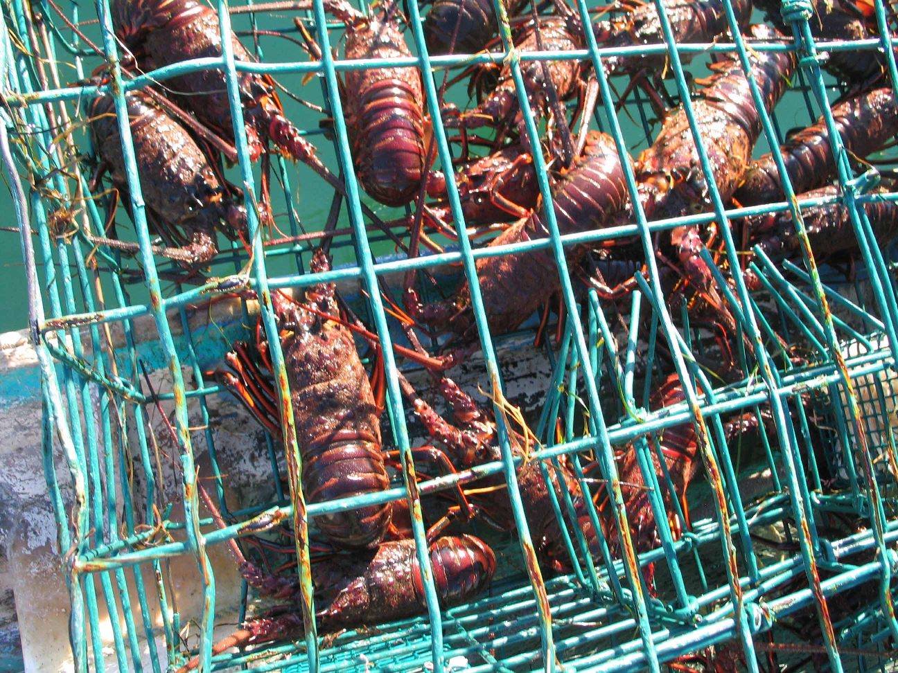 red lobster.jpeg