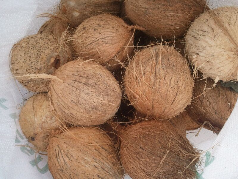 Fully Husked size 50 & 40 coconuts.jpg